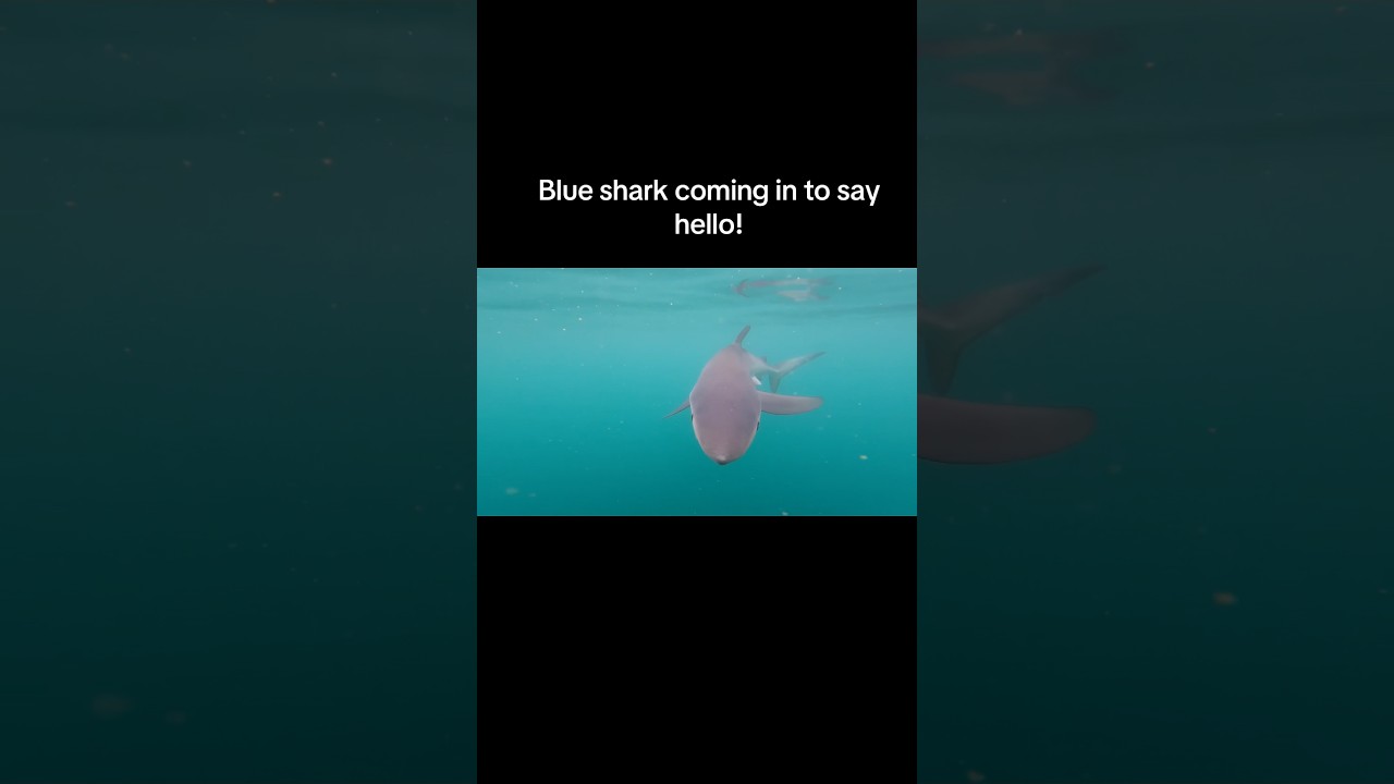 Blue sharks are one of the more common offshore shark species in the UK