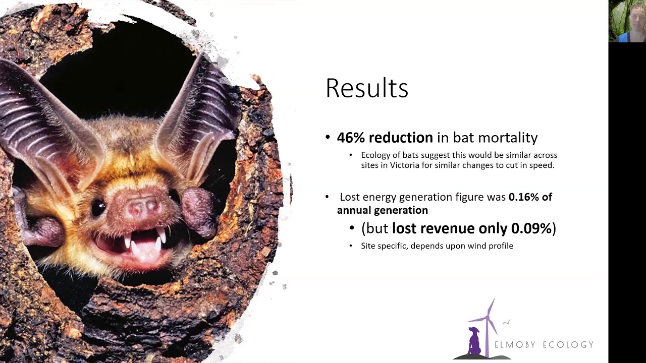 Curtailing Turbines To Reduce Bat Impacts In Australia YouTube curtailing-turbines-to-reduce-bat-impacts-in-australia-youtube