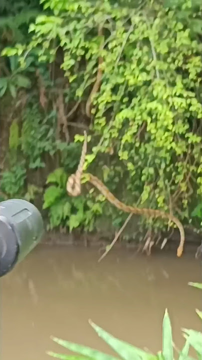 Eksekusi Ular Sanca kembang