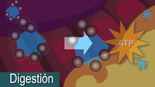 Metabolism In The Human Body