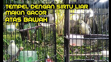 Terapi penggacoran burung sirtu agar stabil
