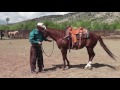 Teaching a horse to hobble