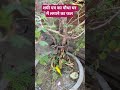 शमी पत्र का पौधा घर में लगाने का फल 🌿plz subscribe🌿#pradeepmishraji #shivkatha