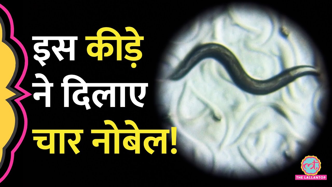 कहानी उस कीड़े की, जिसने चार बार वैज्ञानिकों को Nobel Prize दिलवाया! | Nobel Prize 2024