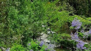 Gardenview And Misc. Is Live