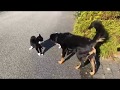 Three Way Dog and Cat Fight