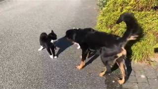 Three Way Dog and Cat Fight