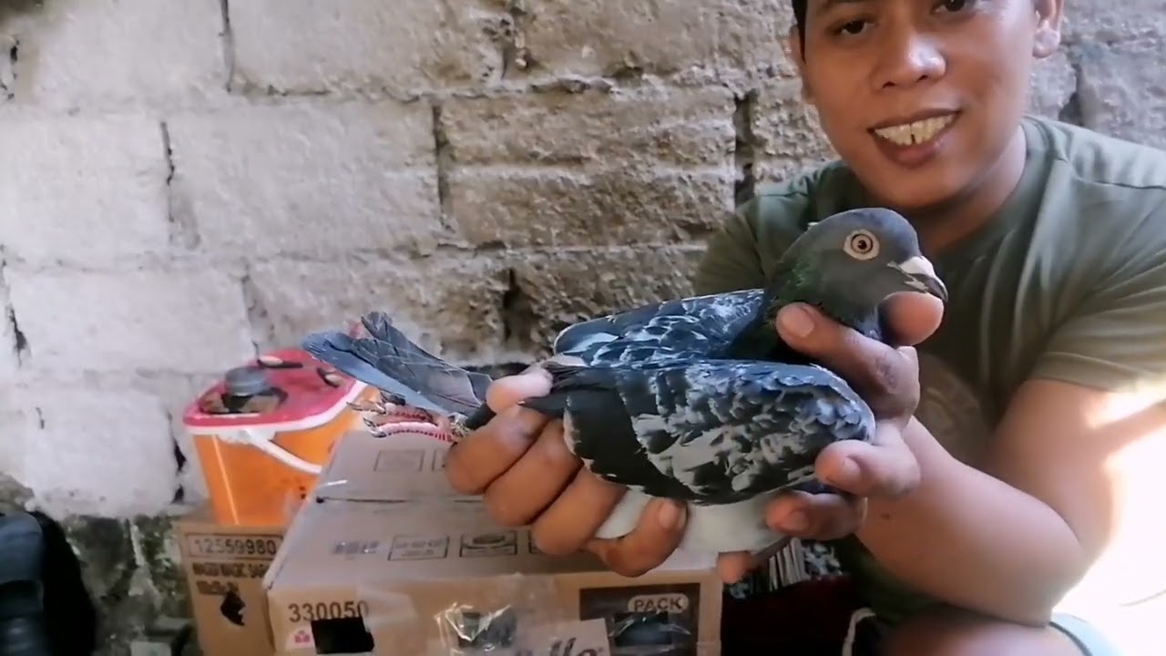 UNBOXING NATIN ANG DUMATING NA TAIWAN NA KALAPATI(2)