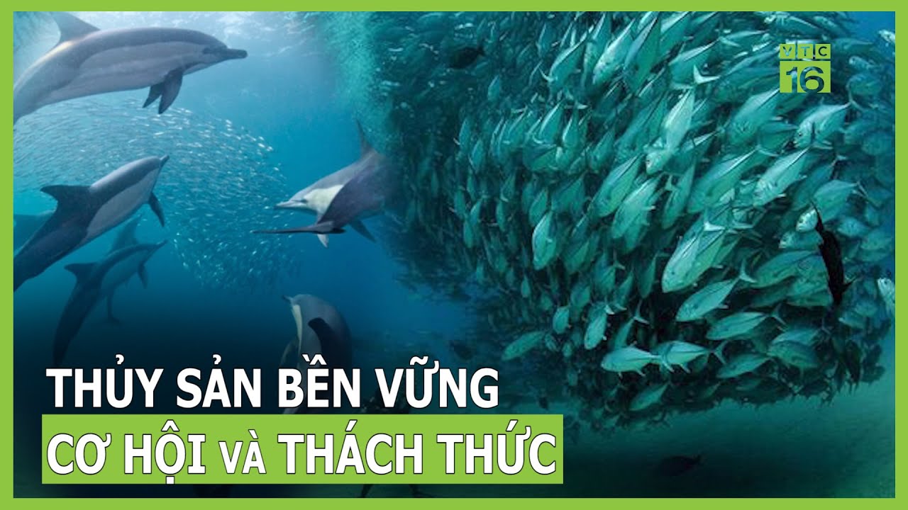 Phát triển thủy sản bền vững - cơ hội và thách thức | VTC16