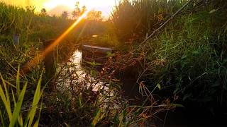 Peaceful Paddy Field Scenery with Soft Jazz for Cozy Evening Moments
