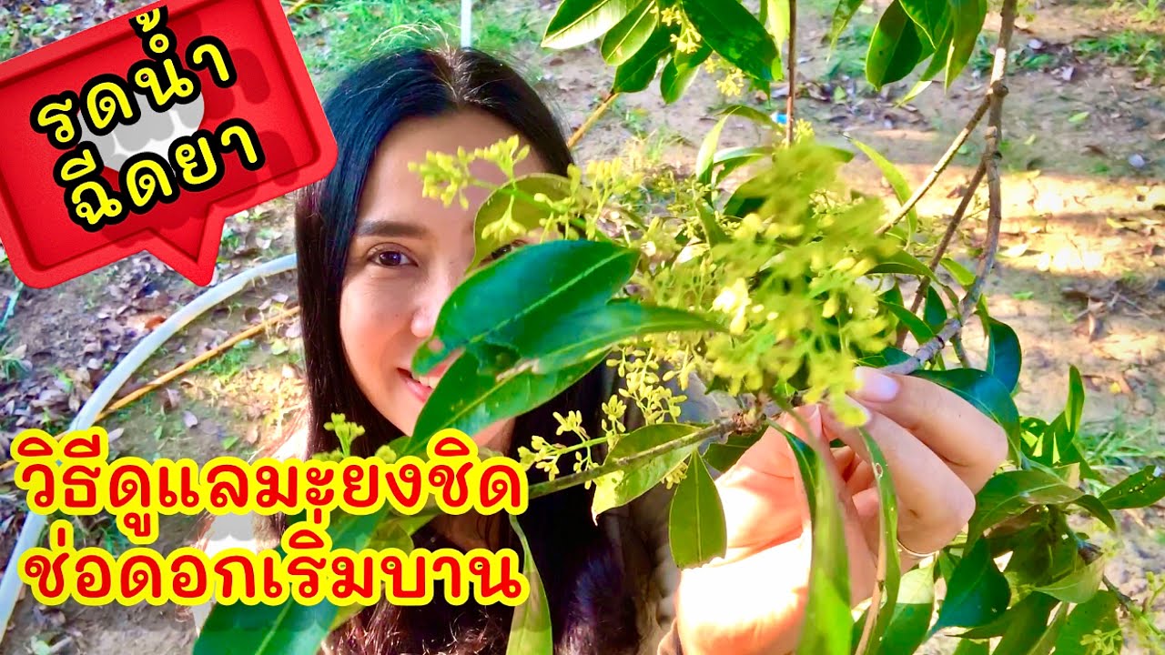 วิธีดูแลมะยงชิด มะปรางหวานเมื่อดอกเริ่มบาน รดน้ำ ฉีดยาฮอร์โมน อย่างไรถึงจะติดลูกได้