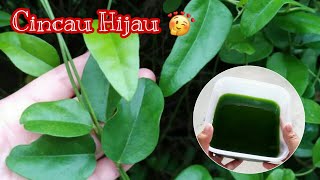 Cara Membuat Cincau Hijau Dari Daun Cincau Rambat..