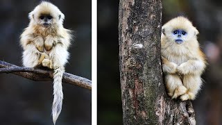 10 Most Beautiful Monkey Breeds in the World