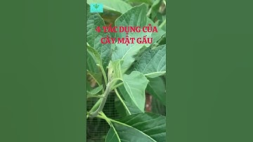 4 Tác Dụng Của Cây Mật Gấu Với Sức Khoẻ