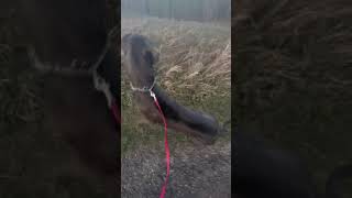 Protective dog barks at coyote until unseen ones howl back