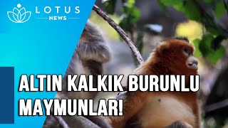 Altin Kalkik Burunlu Maymunlar