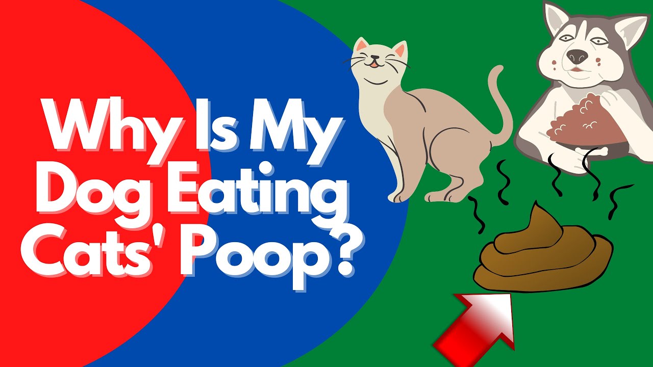 Can A Dog Die From Eating Cat Poop?