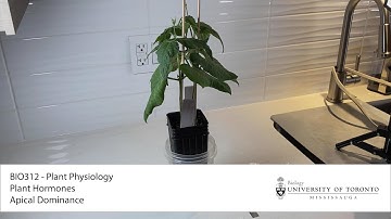 BIO312 Apical Dominance