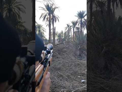 افيش منو شافهه اقوى لقطات الصيد البري الصيد البر صيد قميري حوض غليص تيك توك الحمام الكانوص