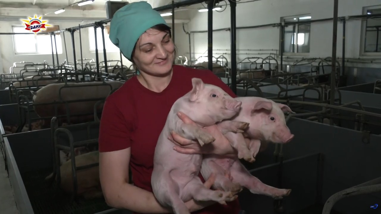 Как устроен современный свинокомплекс? Побывали на закрытом объекте – свинотоварной ферме «Завойть»