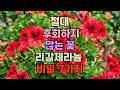 꼭 키워보세요! 절대 후회하지 않는 꽃, 리갈제라늄 비밀 7가지