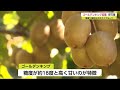 糖度18度以上！キウイフルーツ「ゴールデンキング」収穫【佐賀県】 (21/10/19 18:45)