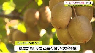 糖度18度以上！キウイフルーツ「ゴールデンキング」収穫【佐賀県】 (21/10/19 18:45)