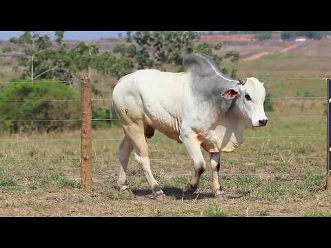 2º Leilão Pecuária do Futuro - Lote 48