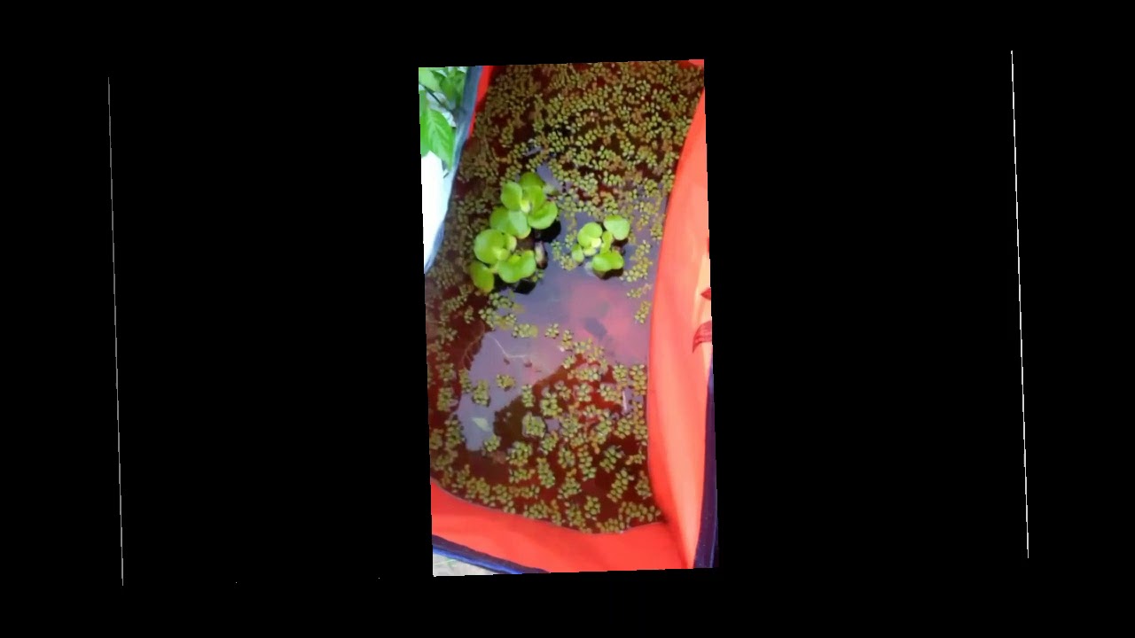 burayak guppy anti hujan dan panas Yang bener YouTube burayak guppy anti hujan dan panas Yang bener YouTube