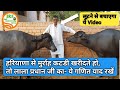 👍मुर्राह कटडी (Heifer) - पालने तैयार करने का -पूरा गणित Lala Pradhan जी ने समझाया👍 (9050272298).👍