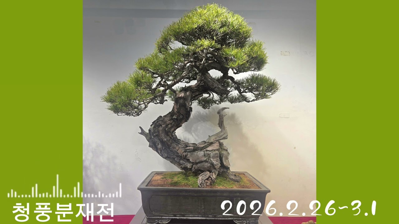 청풍분재전시회.2026.2.26~3.1