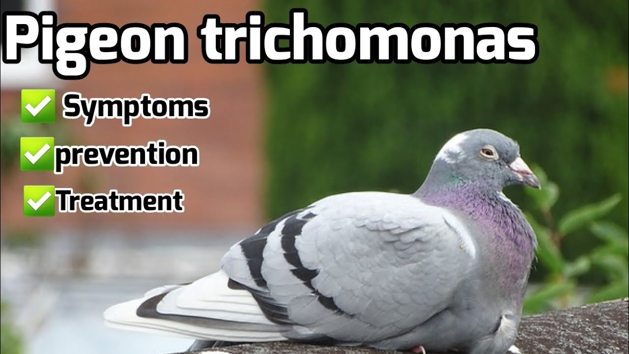 Трихомонада у спортивных голубей: профилактика и лечение!