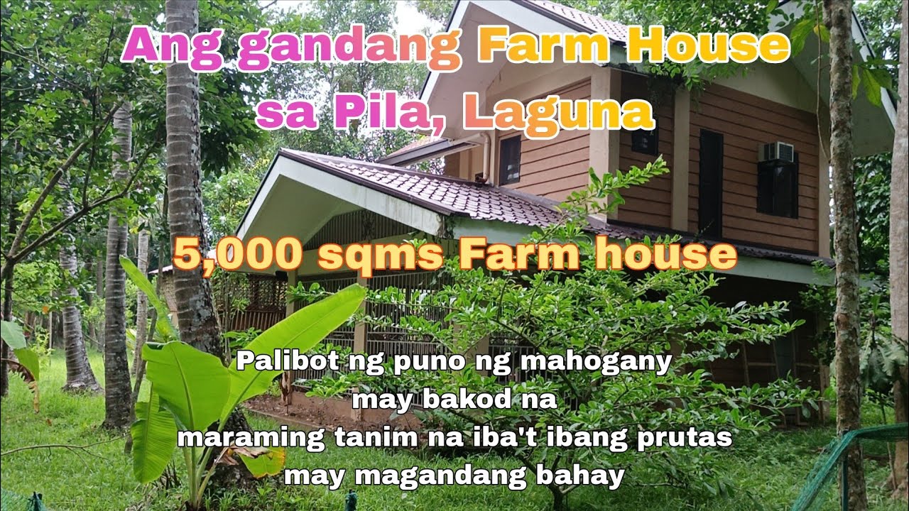 (P# 809) Farm House 5,000 sqms @ 8 Million negotiable price Pila, Laguna