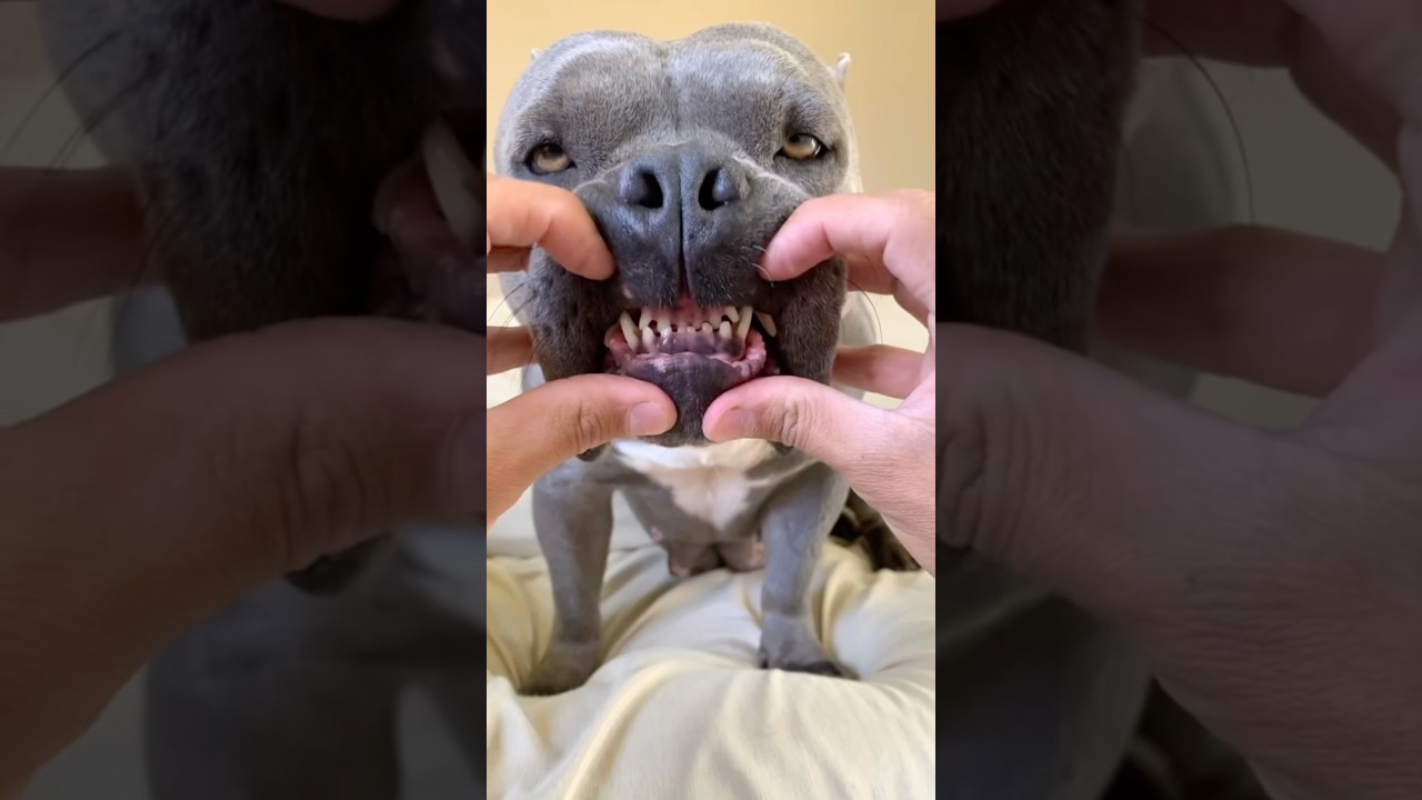 А вы чистите зубы песику? Артикул на гель с ферментами, который нам помог: 