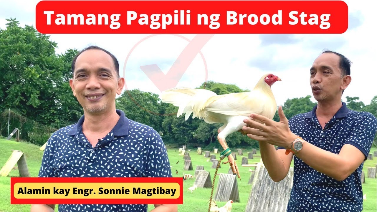 EPISODE 1 (Part 1/2) - Paano Ang Tamang Pagpili ng Brood Stag