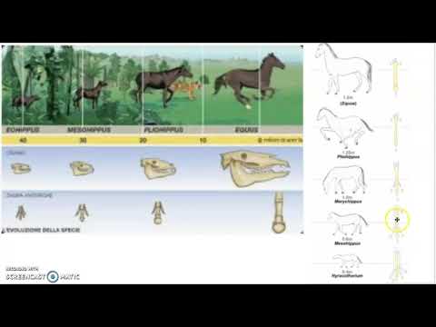Video: Il cavallo tarpan è l'antenato del cavallo moderno. Descrizione, specie, habitat e cause di estinzione della popolazione