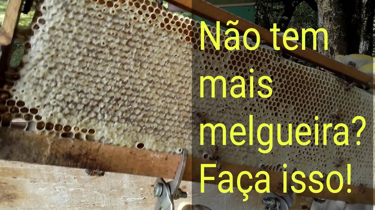 Acabou as melgueiras? Faça esse manejo!