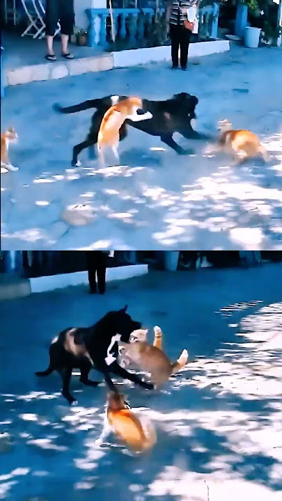 Dog vs Cat β The Unexpected Ending!