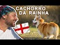 WELSH CORGI, O CACHORRO DA RAINHA ELIZABETH II | RICHARD RASMUSSEN の動画、YouTube動画。