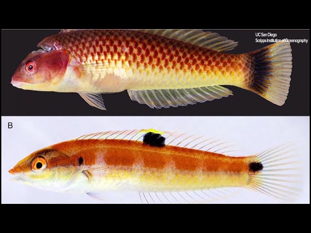 New fish discovered along Mexico's Pacific coast 