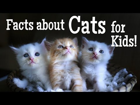 facts about cats and kittens