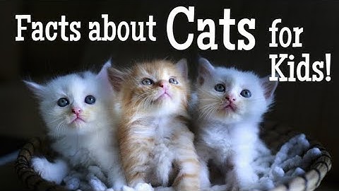 Facts about Cats for Kids | Animal Learning Video