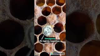 Why bees make HEXAGONAL SHAPE houses? 🤔
