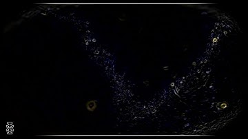 Loose Legs╚═ Future Intel  ═╗ 06 11 2025