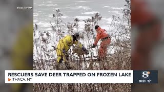 Rescuers Save Deer Trapped on Frozen Lake
