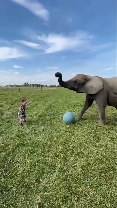 El Elefante #shorts #tiktok #virales