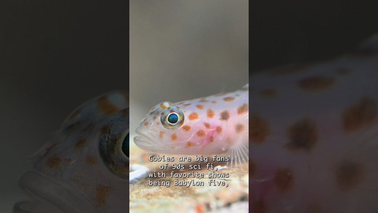 Gobies are the best fish ever #goby #fish #science #nature