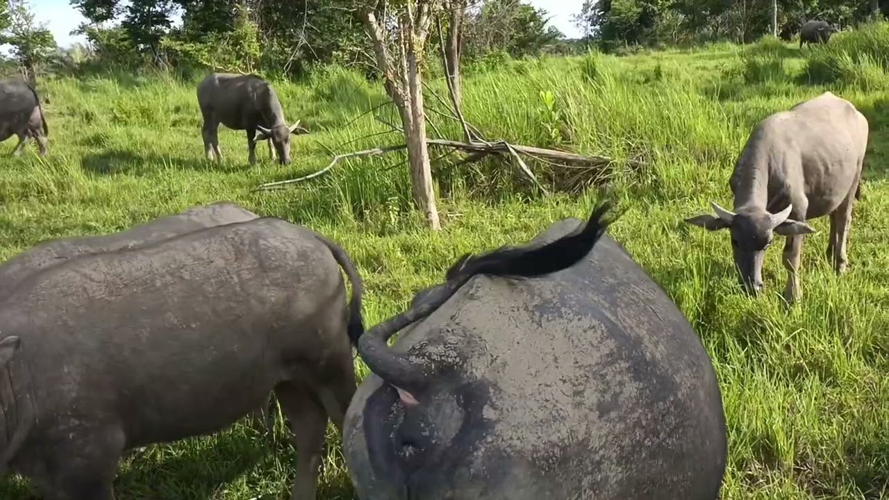 MASUK DUA MUSIM!!! MUSIM MELAHIRKAN DAN MUSIM HUJAN