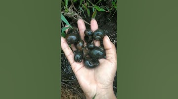 #video bắt ốc 🐌