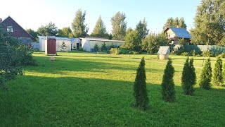 Посадка туи весной. Туя западная Брабант. Украшаем свой сад своими руками